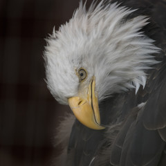 Bald Eagle Portrait, Alaska