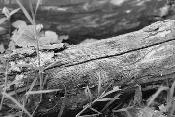 Fallen Tree Branch