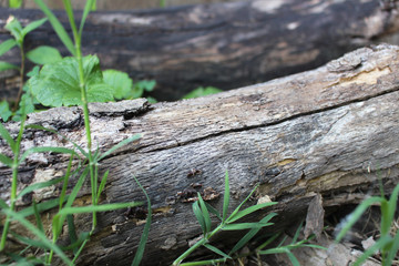 Fototapeta premium Fallen Tree Branch