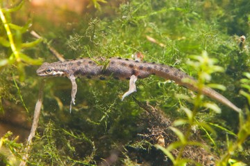 Common newt or smooth newt, Lissotriton vulgaris, male freshwater amphibian in breeding water form, biotope aquarium, full body nature photo