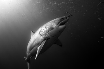 A great white shark rises from the depths towards the surface with  small fish and streaming sunlight through the water, glowing on her skin. Black and White