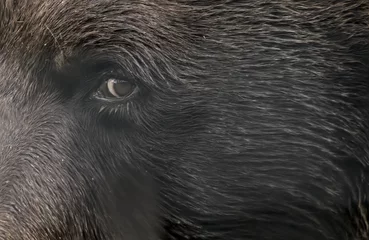 Fototapeten Closeup of Bear Eye © Betty Sederquist