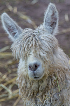 Face of a Shaggy Haired Alpaca in Peru