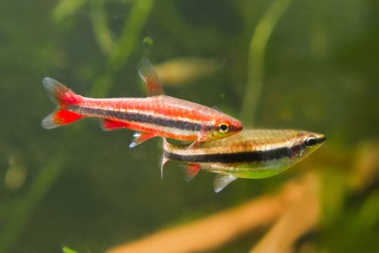 Nannostomus beckfordi red, Brazilian freshwater pencilfish adult couple, nature aquarium, closeup nature photo
