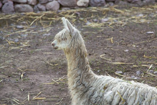 Small Alpaca in a Pen in Peru