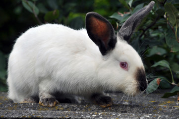 Californian breed of rabbits