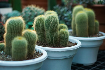 cactus plants in pots, farm, garden