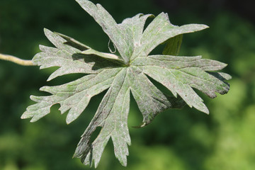 Powdery mildew of Geranium. Fungal disease on green leaf