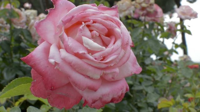 Big pink rose flower in a rose flower garden gently blowing to the breeze