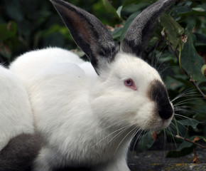 Californian breed of rabbits