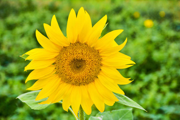 Fototapeta premium Beautiful Sunflower in the garden