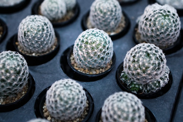 cactus plants in pots, farm, garden