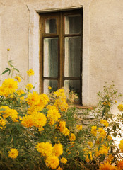 Fototapeta na wymiar window, old window, house, yellow flowers near the window, yellow flowers, architecture, old wall, building