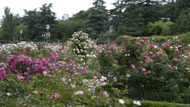 Big rose flower garden in Madrid