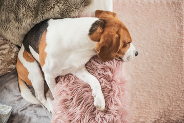 Beagle dog sleeps on sofa indoors Head closeup