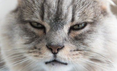 Close-up of a young striped feline face. gray sleepy cat. a pet.