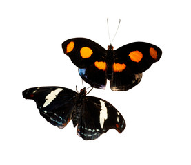 A male and a female Grecian shoemaker, blue-frosted banner or stoplight Catone butterfly, Catonephele numilia isolated on white. The male has orange spots, the female has white stripes and blue dots.