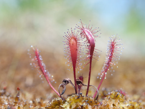 English, or great sundew, Drosera anglica, in peatmoss, Sundew, or dew plant, or lustwort, in a small carnivorous, or insectivorous, swamp plant that catch insects, with sticky drops on its leaves.