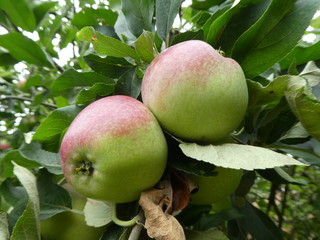 Apples on a tree