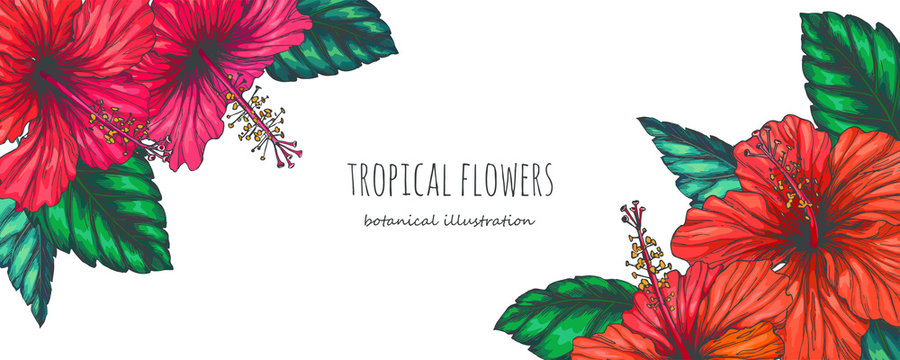 Vector vintage background with red tropical flowers on white. Botanical color hand drawn illustration of hibiscus in engraving style for wedding or greeting card design
