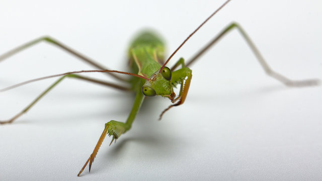 A small green mantis on a light background