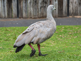 Large Gray Cape Barren Goose in Hunter Valley, Australia