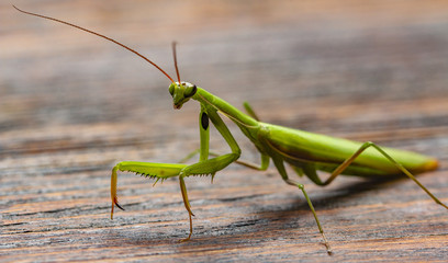 Mantis little on the wooden background close-up