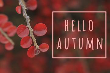 Autumn greeting card. Cotoneaster red leaves on red blurred background with lautumn greeting.