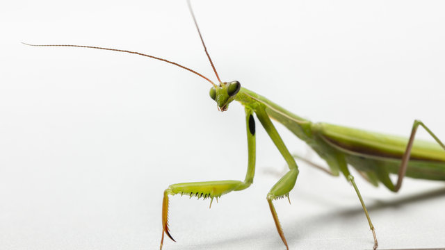 A small green mantis on a light background