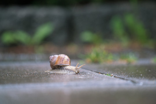 Snail