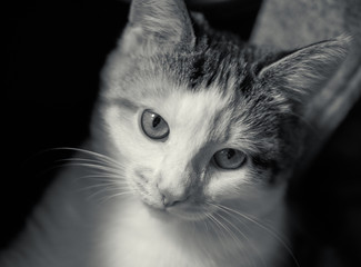 Young serious cat close-up portrait in black and white