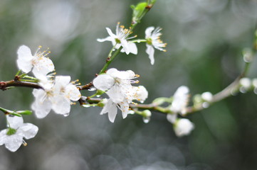 flower, spring, nature, white, blossom, plant, tree, flowers