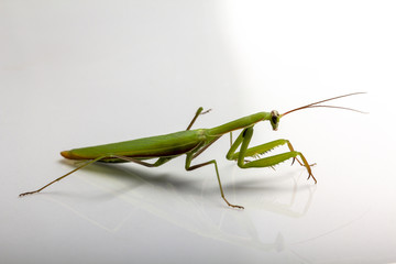 A small green mantis on a light background