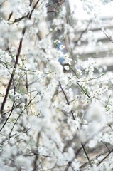 hazelnut, hazelnut tree, spring,  blossom, hazelnut branch, hazelnut flower, flower, snow, cherry, nature