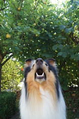 Dog,hund, collie, haustier, tier, shetland sheepdog, canino, schäferhund, portrait, hübsch,...