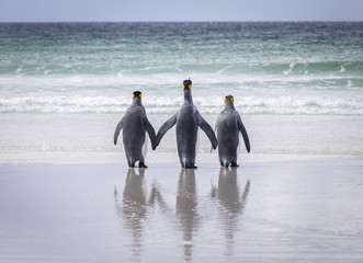 Three King Penguins facing the sea with flippers outstretched 