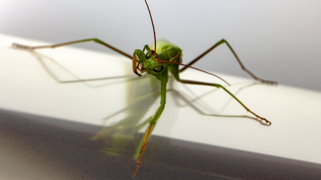 A small green mantis on a light background