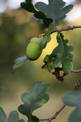 Green background, acorn on oak branch, green oak leaves.