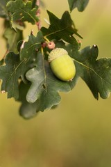 Green background, acorn on oak branch, green oak leaves.