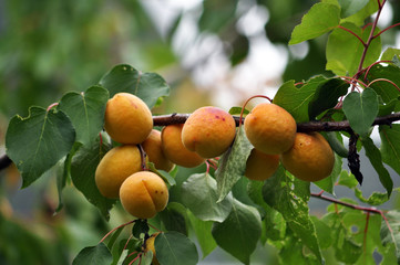 Mature apricot on a tree branch