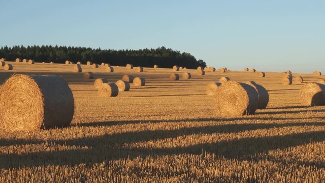 Hay bales on the field after harvest. Agricultural field. Hay bales in golden field landscape.