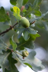 Green background, acorn on oak branch, green oak leaves.