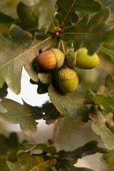 Obraz premium Green background, acorn on oak branch, green oak leaves.