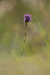 wild flower on green background of blue sky