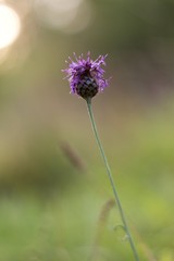 The Alpine squid, alpine, is also one of the most famous mountain flowers. The German name Edelweiß comes from the German words edel and weiß. The scientific designation of the genus, Leontopodium.