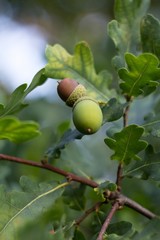 Green background, acorn on oak branch, green oak leaves.