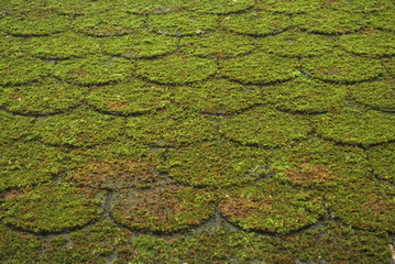 Old roof covered by moss