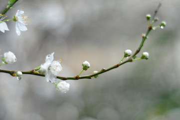hazelnut, hazelnut tree, spring,  blossom, hazelnut branch, hazelnut flower, flower, snow, cherry, nature