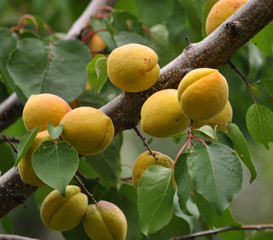 Mature apricot on a tree branch