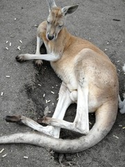 Känguru/Kangaroo